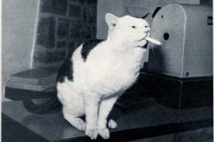 Cool for cats