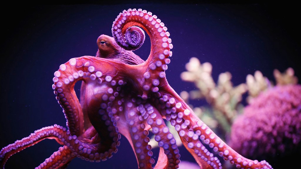 Wild ideas: Seeing the world through animals’ eyes