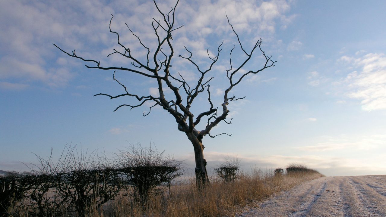 Winter by Val McDermid | Book Review | The TLS