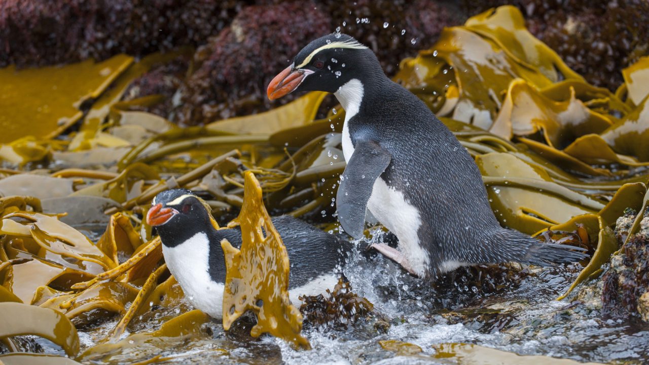 How climate change threatens the survival of the flightless bird